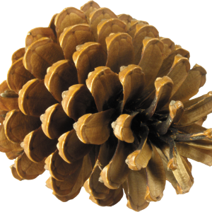 Pine cone PNG