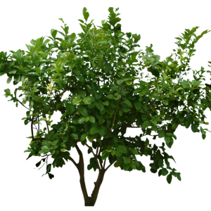 Bush PNG image