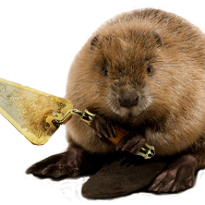 Beaver PNG