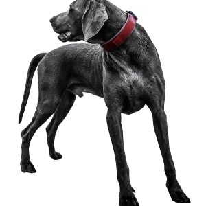 Dog PNG