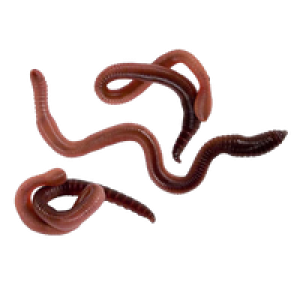 earthworm worm PNG
