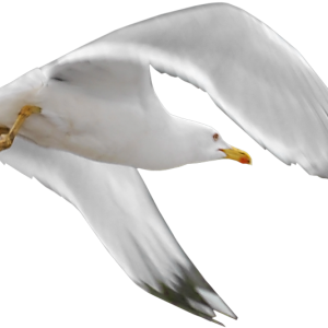 Gull PNG