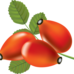 Rose hip PNG