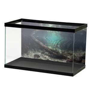 Aquarium PNG