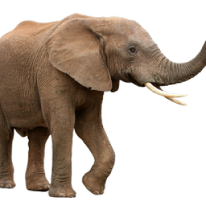 Elephant PNG