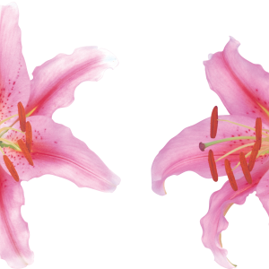 Lilium PNG