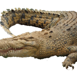 Crocodile PNG