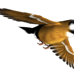 Bird PNG