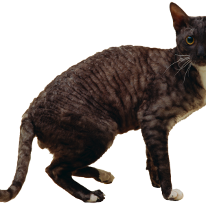 Cat PNG