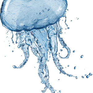 Jellyfish PNG