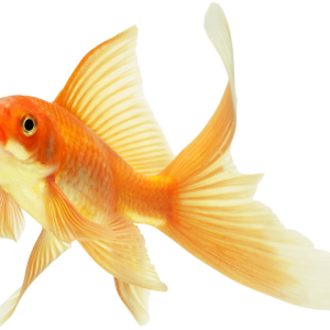 Goldfish PNG