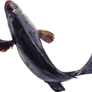 Fish PNG