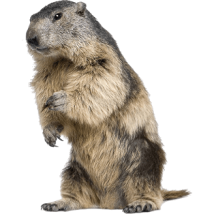 Beaver PNG