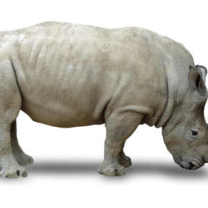 Rhino PNG
