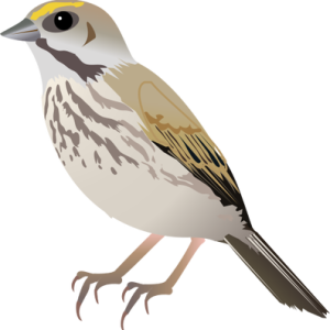 Sparrow PNG