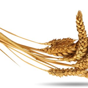 Wheat PNG
