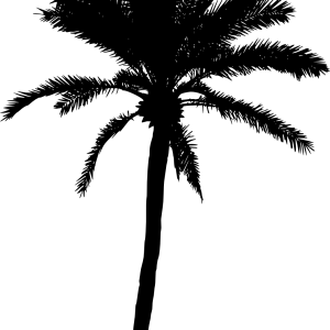 Palm tree PNG