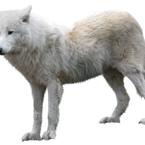Wolf PNG