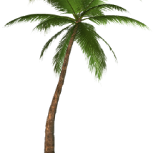 Palm tree PNG