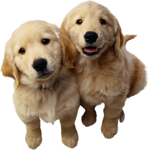 Dog PNG