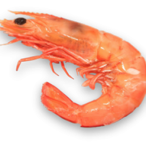 Shrimp PNG