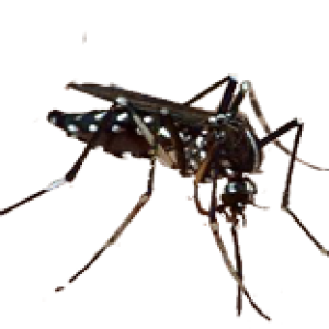 Mosquito PNG