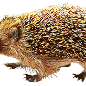 Hedgehog PNG