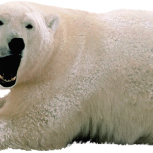 Polar white bear PNG