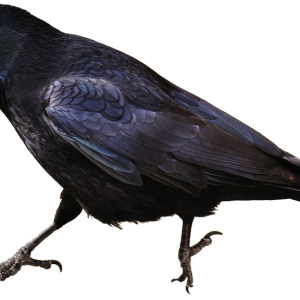 Raven PNG