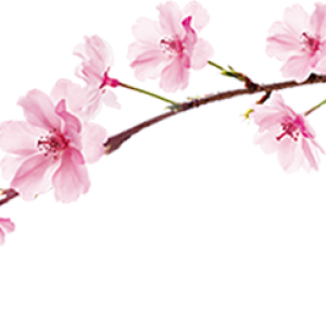 Sakura PNG