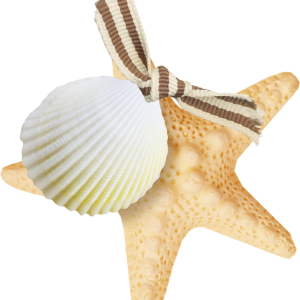 Starfish PNG