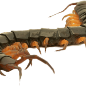 Centipede PNG