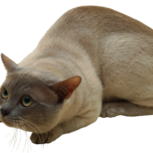 Cat hidden PNG