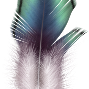 Feather PNG