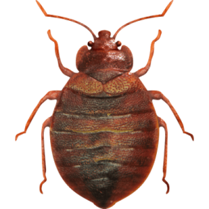 Bed bug PNG