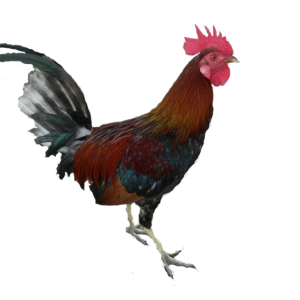 Cock PNG