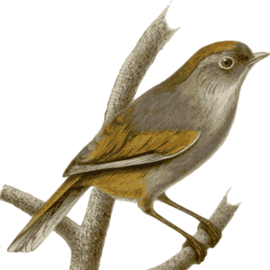 Sparrow PNG
