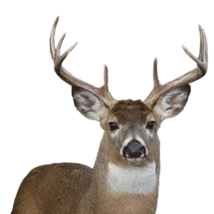 Deer PNG image