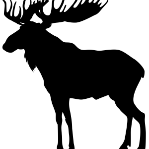 Moose, elk PNG
