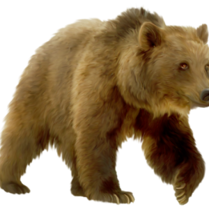 bear PNG