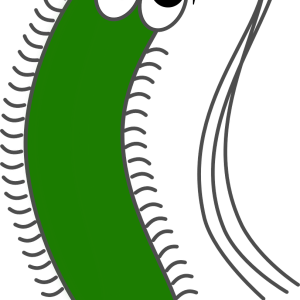 Bacteria PNG
