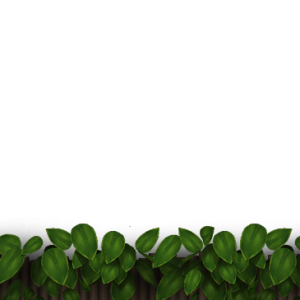 Jungle PNG