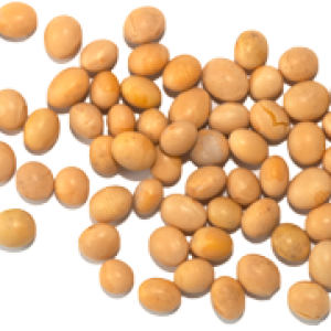 Soybean PNG