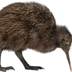 Kiwi bird PNG