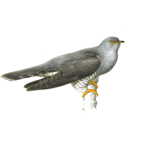 Cuckoo PNG