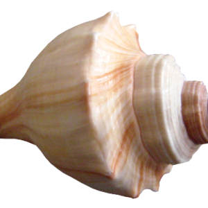 Seashell PNG