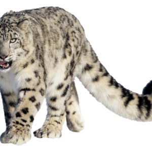 Leopard PNG