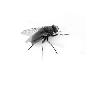 fly PNG image