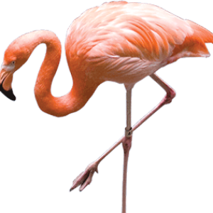 Flamingo PNG