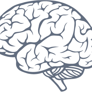 Brain PNG